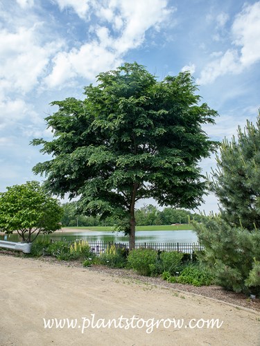 Accolade Elm (Ulmus)